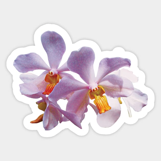 Orchids - Delicate Pink Orchids Sticker by SusanSavad